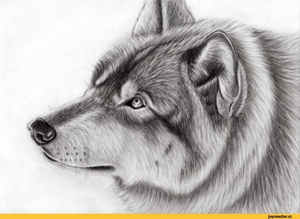 Волк карандашом