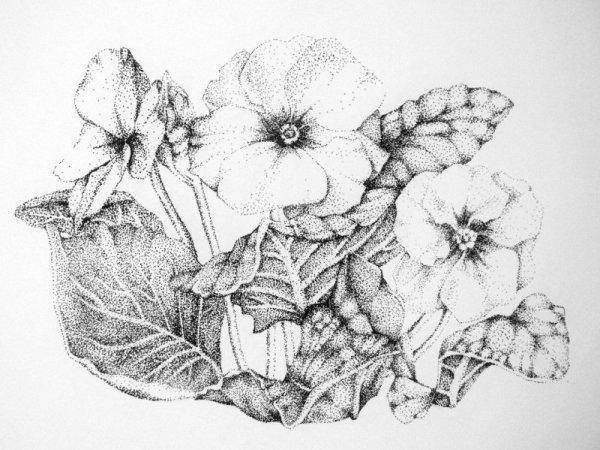 Цветы линером