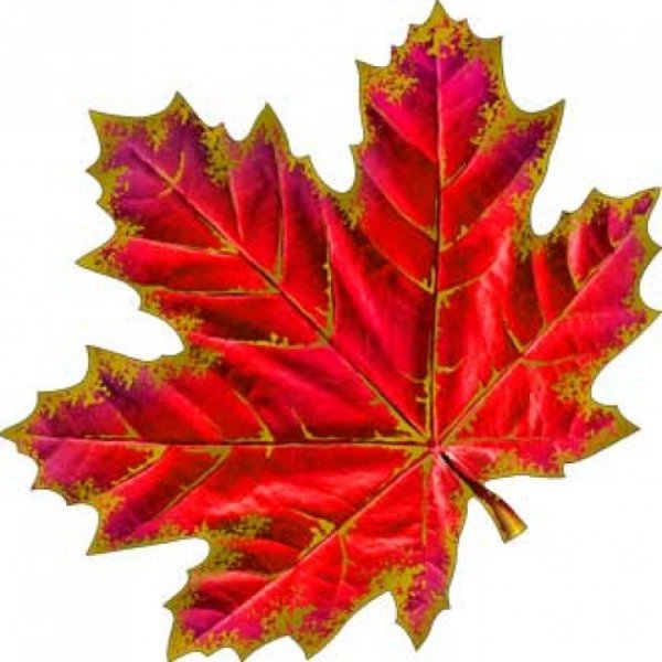 Кленовый лист сбоку