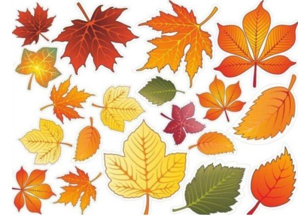 Листья деревьев