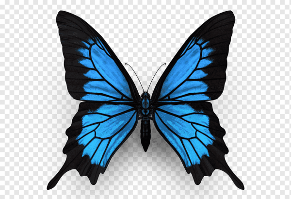 Голубая бабочка Монарх