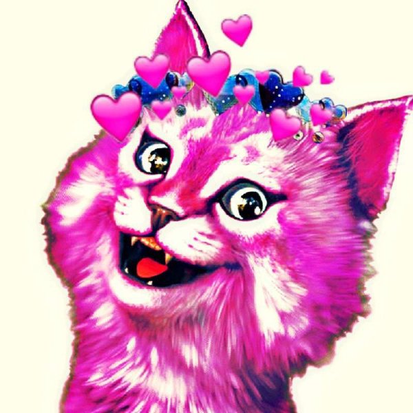 Кошка Лана Пегги