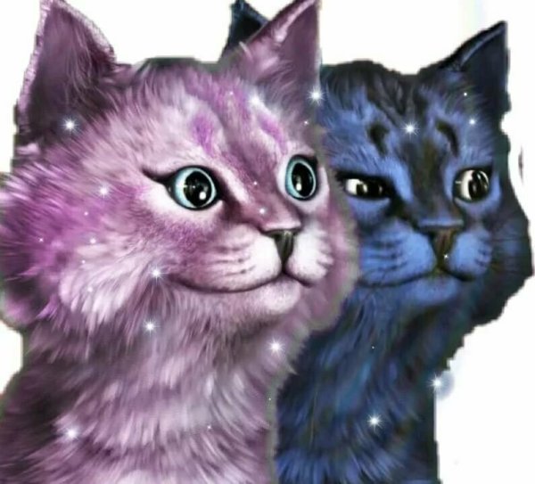 Кошка Лана и Лео