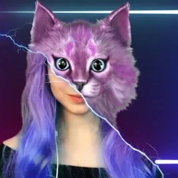 Кошка Лана 2017