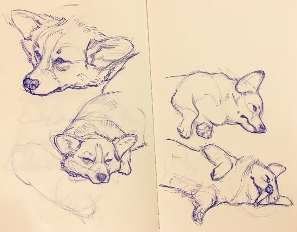 Вельш корги арт