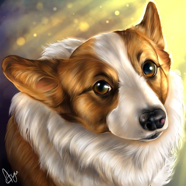 Вельш корги пемброк рисунок