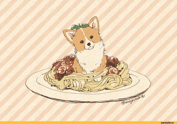 Вельш корги референс