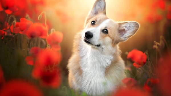 Вельш корги кардиган арт