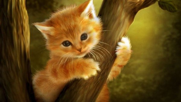 Aurora Wienhold коты