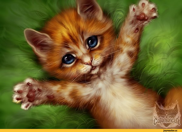 Котик цветными карандашами