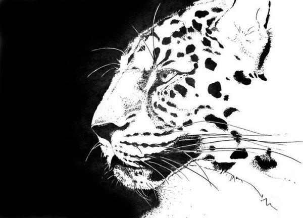 Леопард Графика