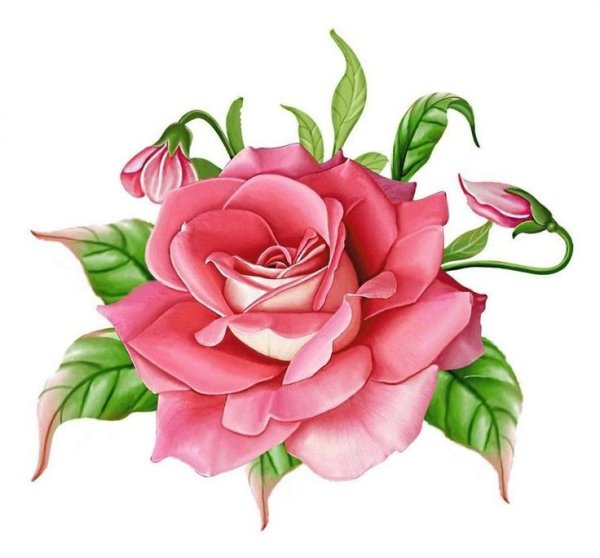 Нарисовать розу