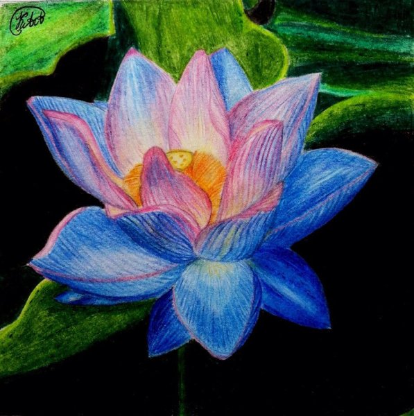 Цветы цветными карандашами