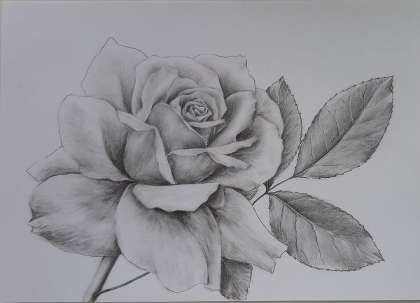Роза карандашом