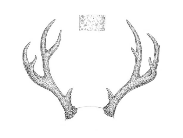 Контур рога оленя сбоку