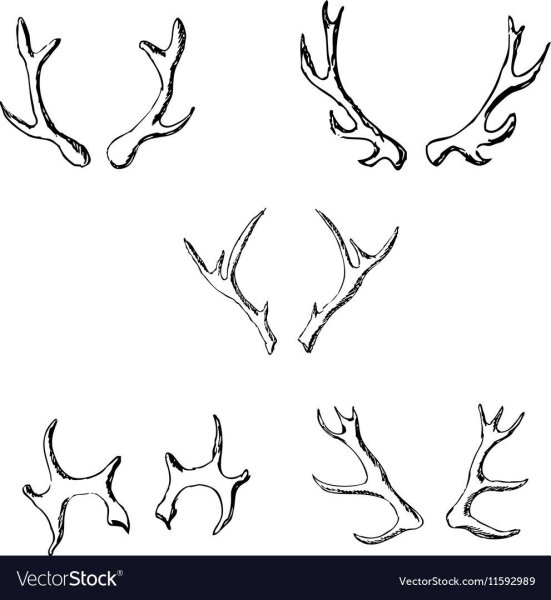 Оленьи рога зарисовка