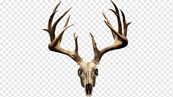 Рога оленя для фотошопа