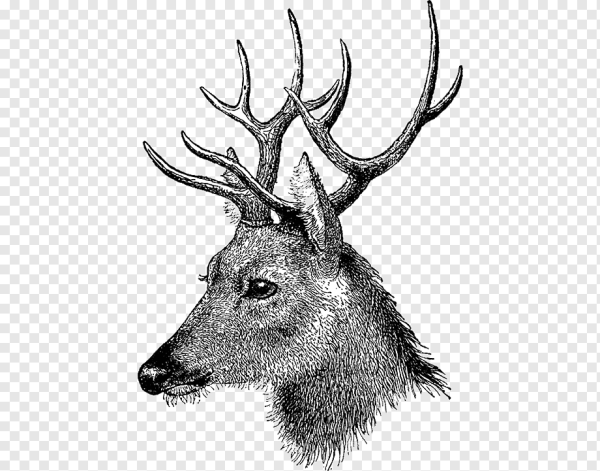 Графическое изображение оленя