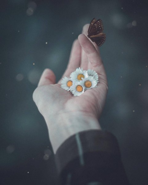 Красивые цветы на профиль