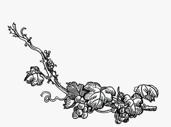 Орнамент лоза винограда
