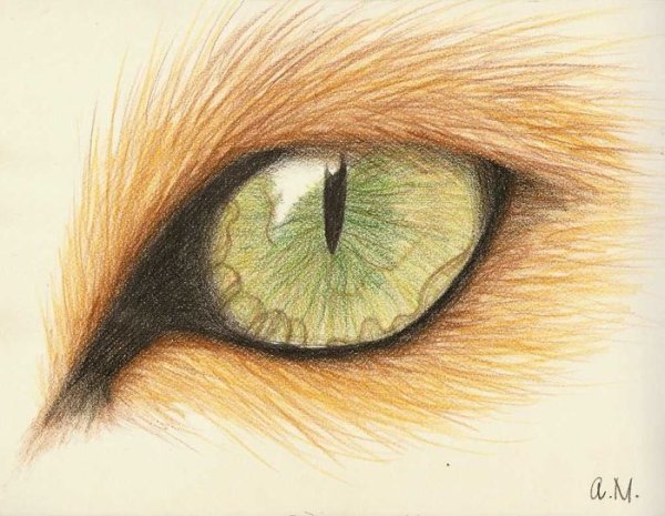 Кошка пастелью