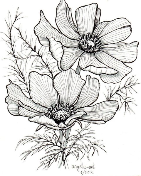 Цветы Графика