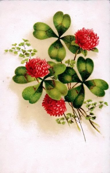 Четырехлистный Клевер Shamrock