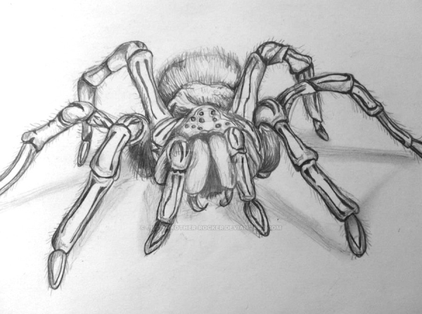 Паук карандашом