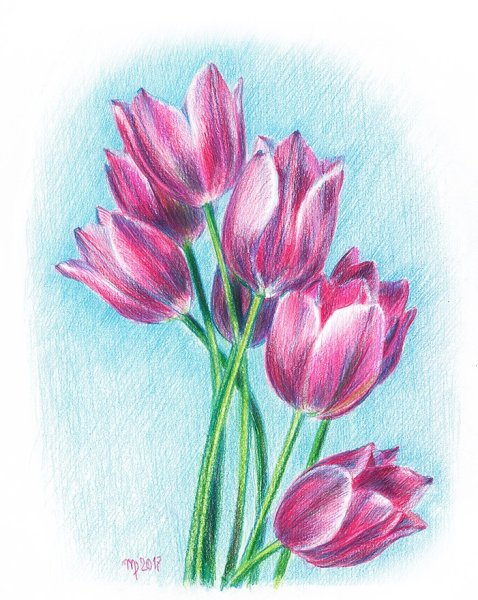 Букет тюльпанов цветными карандашами
