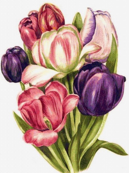 Тюльпаны рисунок цветной