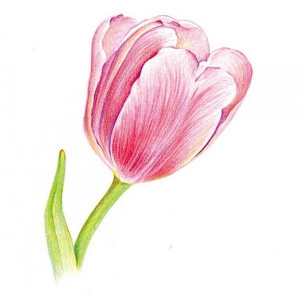 Тюльпаны цветными карандашами