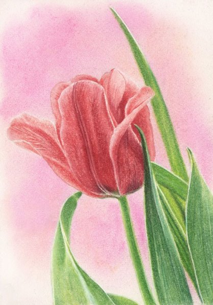 Цветы цветными карандашами