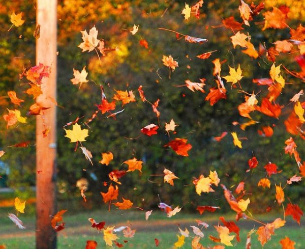 Явления природы листопад для детей