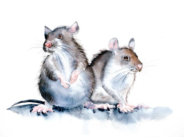 Мышь акварелью