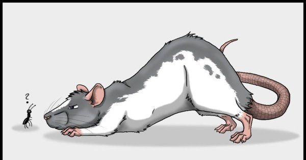Смешная крыса арт