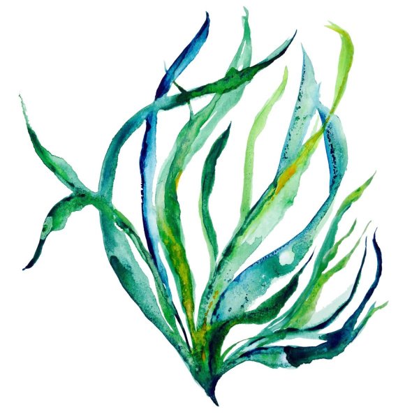 Акварель водоросли ламинарии