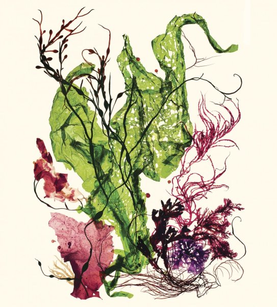 Водоросли хаджикиа