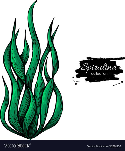 Водоросли для печати