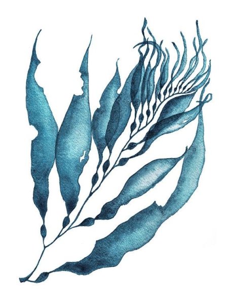 Стилизованные водоросли