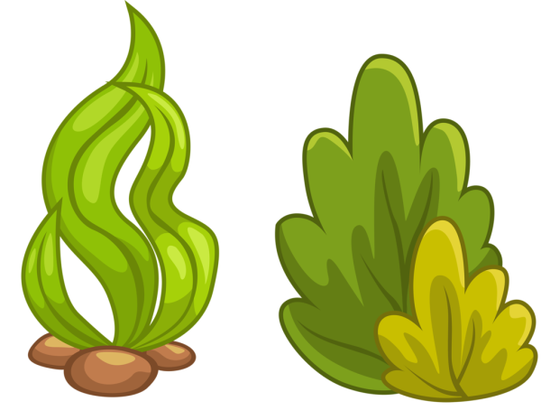 Водоросли для детей