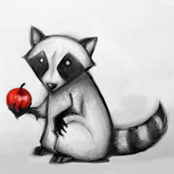 Енот для срисовки