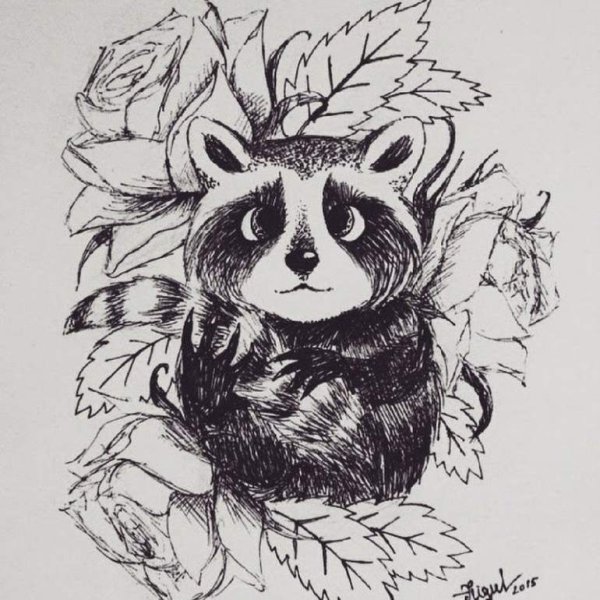 Енот рисунок