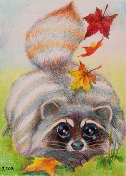 Новогодний енот картинки