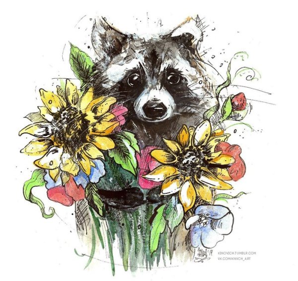 Мультяшные еноты