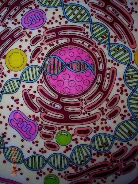 Клетка биология