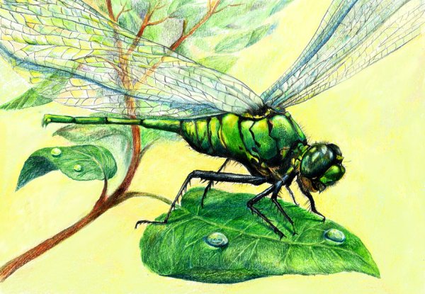 Насекомые рисунок