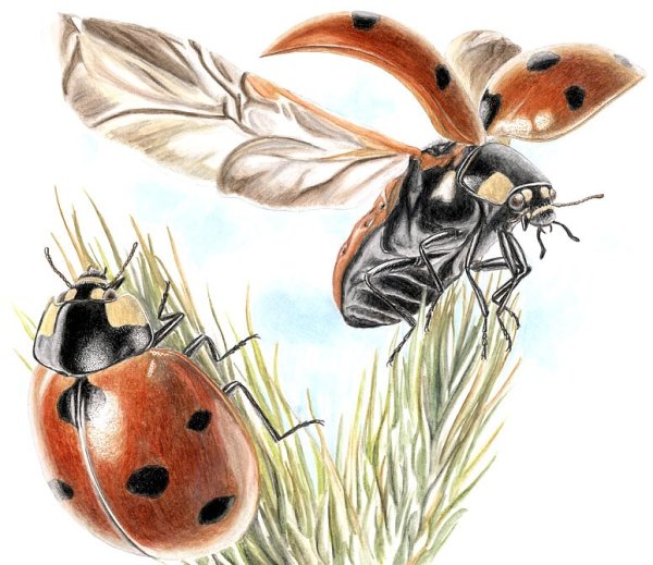 Рисуем насекомых