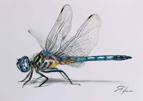 Стрекоза арт