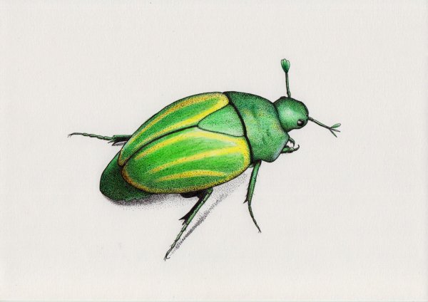 Насекомые цветными карандашами для детей