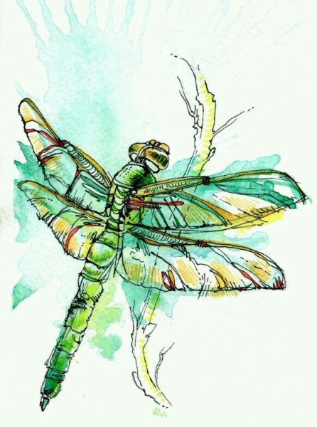 Насекомые акварелью